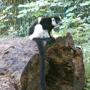 White-belted black-and-white ruffed lemur