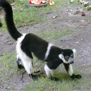 White-belted black-and-white ruffed lemur