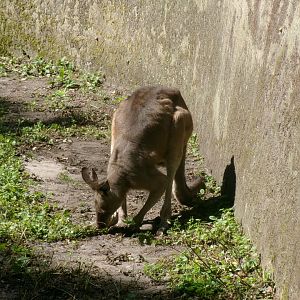 Tasmanian eastern grey kangaroo