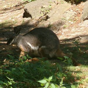 Yellow-footed rock wallaby