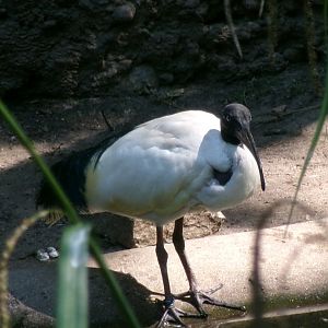 Madagascar sacred ibis