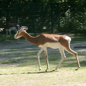Western dama gazelles
