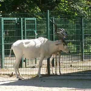 Addax