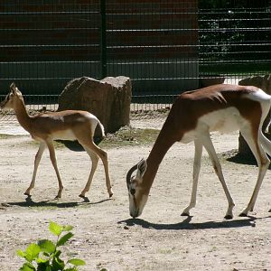 Western dama gazelles