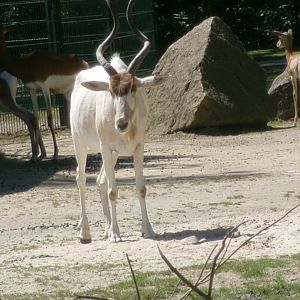 Addax