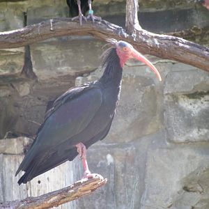 Northern bald ibis