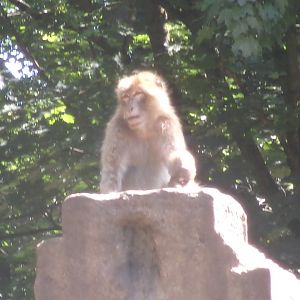 Barbary macaque