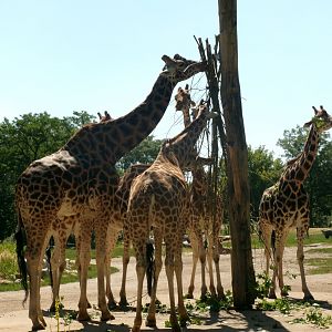 Giraffes