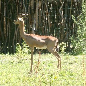 Southern gerenuk