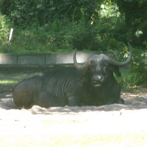 Cape buffalo