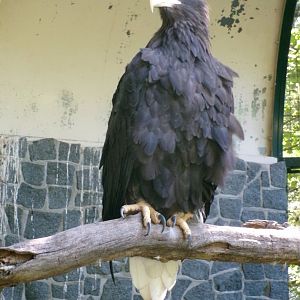 Steller's sea eagle