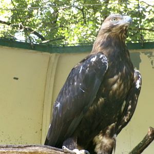 Eastern Imperial eagle