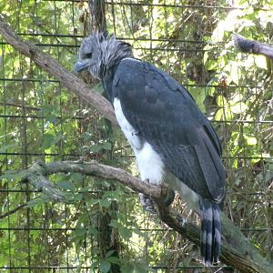 Harpy Eagle