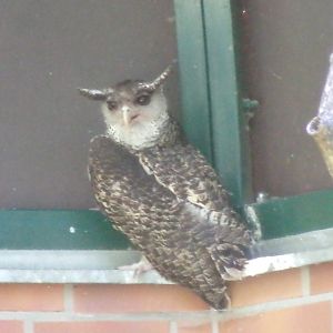 Sri-Lankan spot-bellied owl
