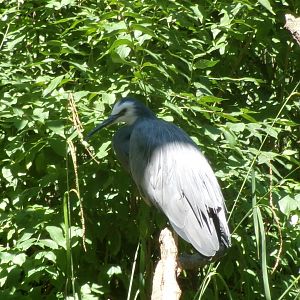 White-faced heron