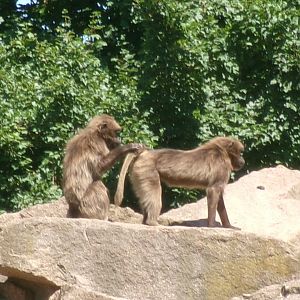 Geladas