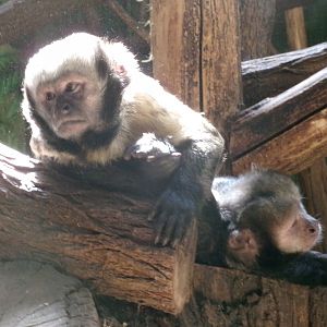 Yellow-breasted capuchin