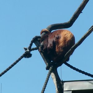Venezuelan red howler