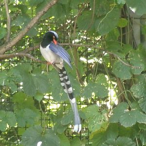 Red-billed Blue Magpie