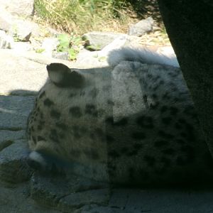 Snow leopard