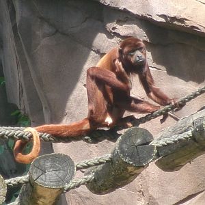 Venezuelan red howler