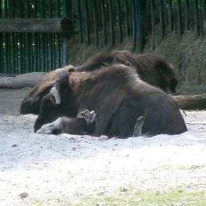 Barren ground musk ox