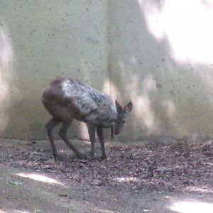 Siberian musk deer