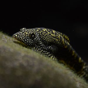 Vietnam lizard loach (Sewellia aff. breviventralis)