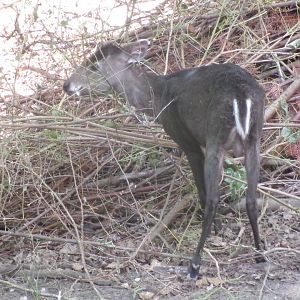 Michie's tufted deer