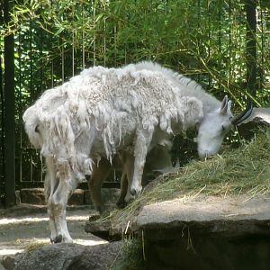 Rocky Mountain goat