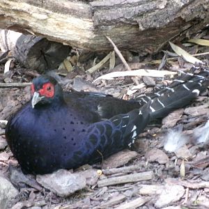 Mikado pheasant