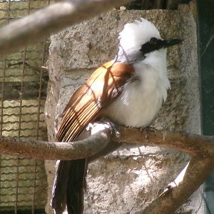 White-crested laughingthrush