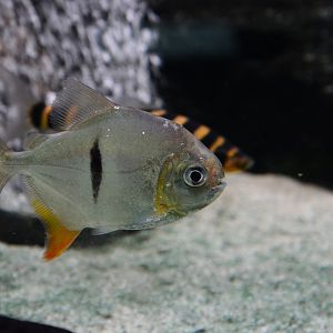 Sauron disk tetra (Myloplus sauron)