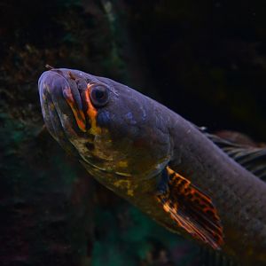 Red seam snakehead (Channa gachua)