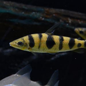 Pellegrin's headstander (Leporinus pellegrinii)