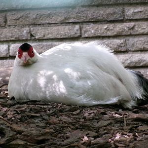 White eared pheasant