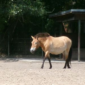 Przewalski's wild horse