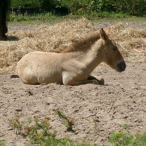 Przewalski's wild horse