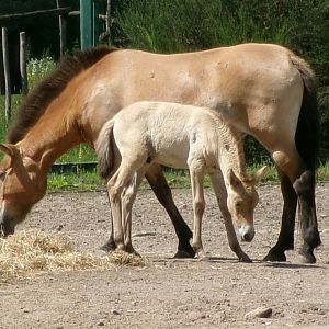 Przewalski's wild horse