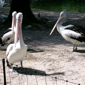 Australian pelican
