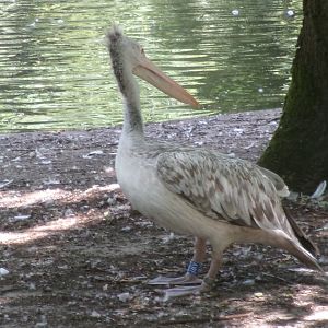 Spot-billed pelican