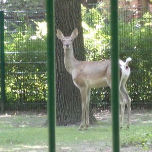 Bactrian deer