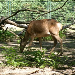 Barbary red deer