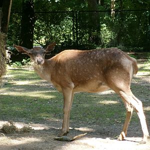 Barbary red deer