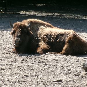 European bison
