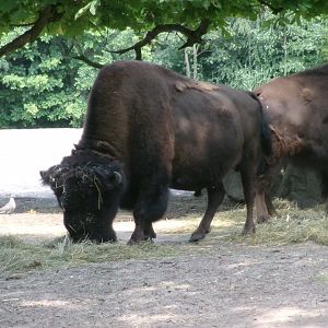 American wood bison