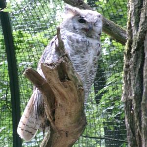 Arctic Great horned Owl