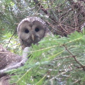 Ural owl