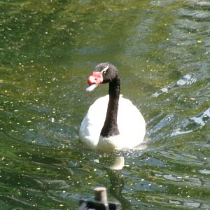 Black-necked swan