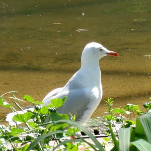 African grey-headed gull